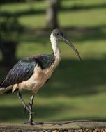 Bird Straw Necked Ibis