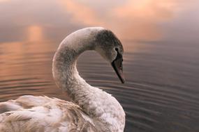 Swan Bird Lake