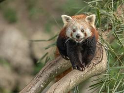 Zoo Austria Animal