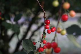 red berries on a branch in the garden
