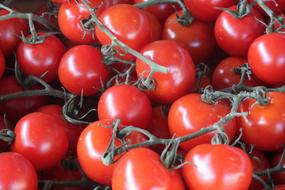 ripe tomatoes on branches