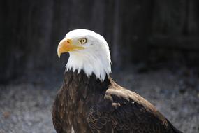 Bald Eagle Animal Bird