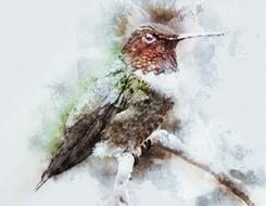 bird humming bird humming nature