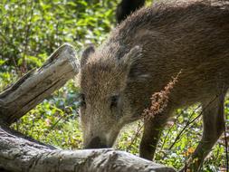 Boar Pig Wild