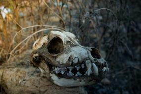 Skull Dog Day
