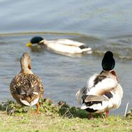 Duck Mallard Waterfowl