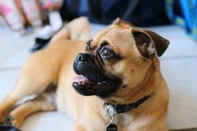 Dog Pets Small