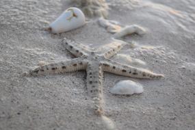 Starfish Shells