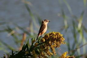 Animal River Waterside Flowering