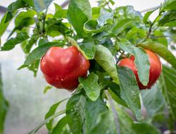 Tasty ripe tomatoes in the garden