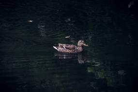 Duck Bird Animal