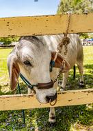 Bull Animal Livestock