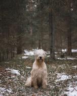 Dog Terrier Animal