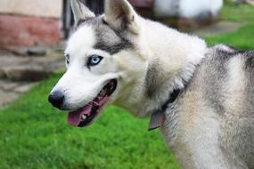 Fluffy dog with blue eyes