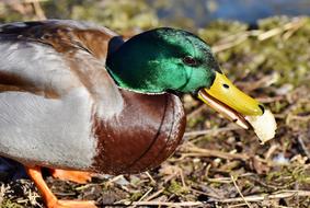 Mallard Duck Water Bird