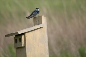 Swallow Bird Animal