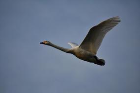 Animal Sky Bird Wild
