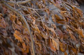 Autumn Leaf Texture