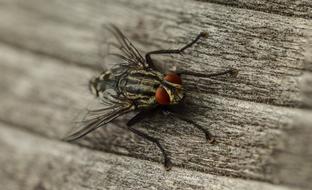 Fly Macro Insect Close