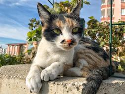 Cat Wall Animal