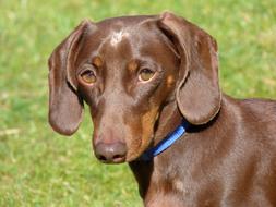 Dachund Dog