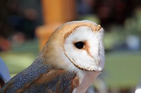 white owl with black eyes