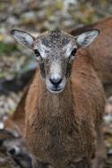 Muflon Sheep Female