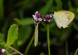 Butterfly Yellow Insects