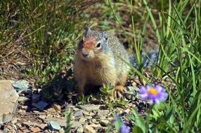 Columbia Ground Squirrel Rodent