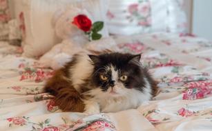 Unhappy cat on the bed