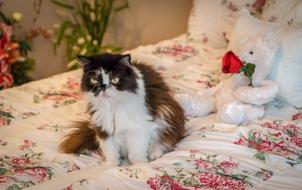 Cute cat on a colorful bed