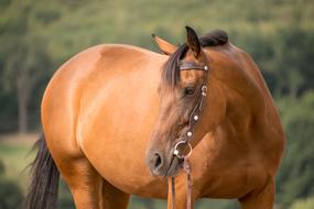 Horse Portrait Animal