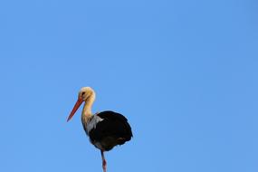 Stork Standing Bird