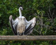 Vulture African Raptor Scavenger