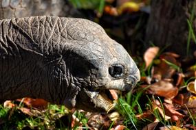 turtle eating grass