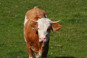 Cow Pasture Alm