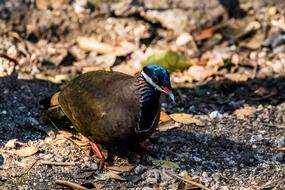 wild unusual bird