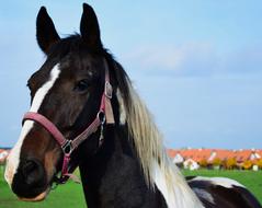 Horse Up Close Animal