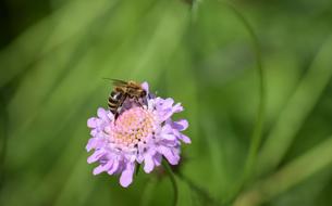 Bee Honey Bees Insect