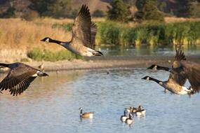 Geese Birds on pond
