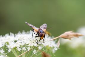 Hoverfly Insect Inflorescence