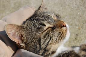 Cat Tabby Cute Good