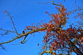 Bird Crow on Branch
