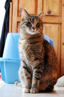 Gata Sandbox Cat