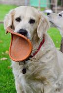 Golden Retriever Dog Breed