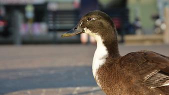 Duck Beak Animal