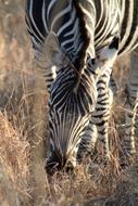 Mammal Animal Zebra