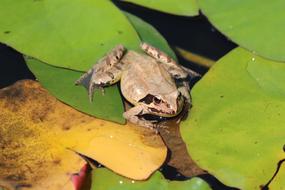Swamp Frog Rana Arvalis