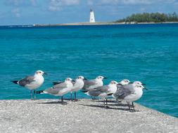 Birds Seagulls Lighthouse