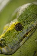 Snake Reptile Green Tree Python
